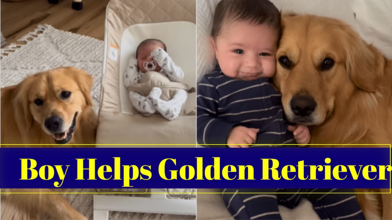 Boy Helps Golden Retriever Recover After Surgery